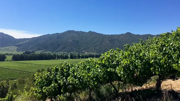 viñedos 1