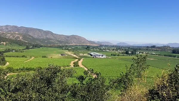 viñedos 2